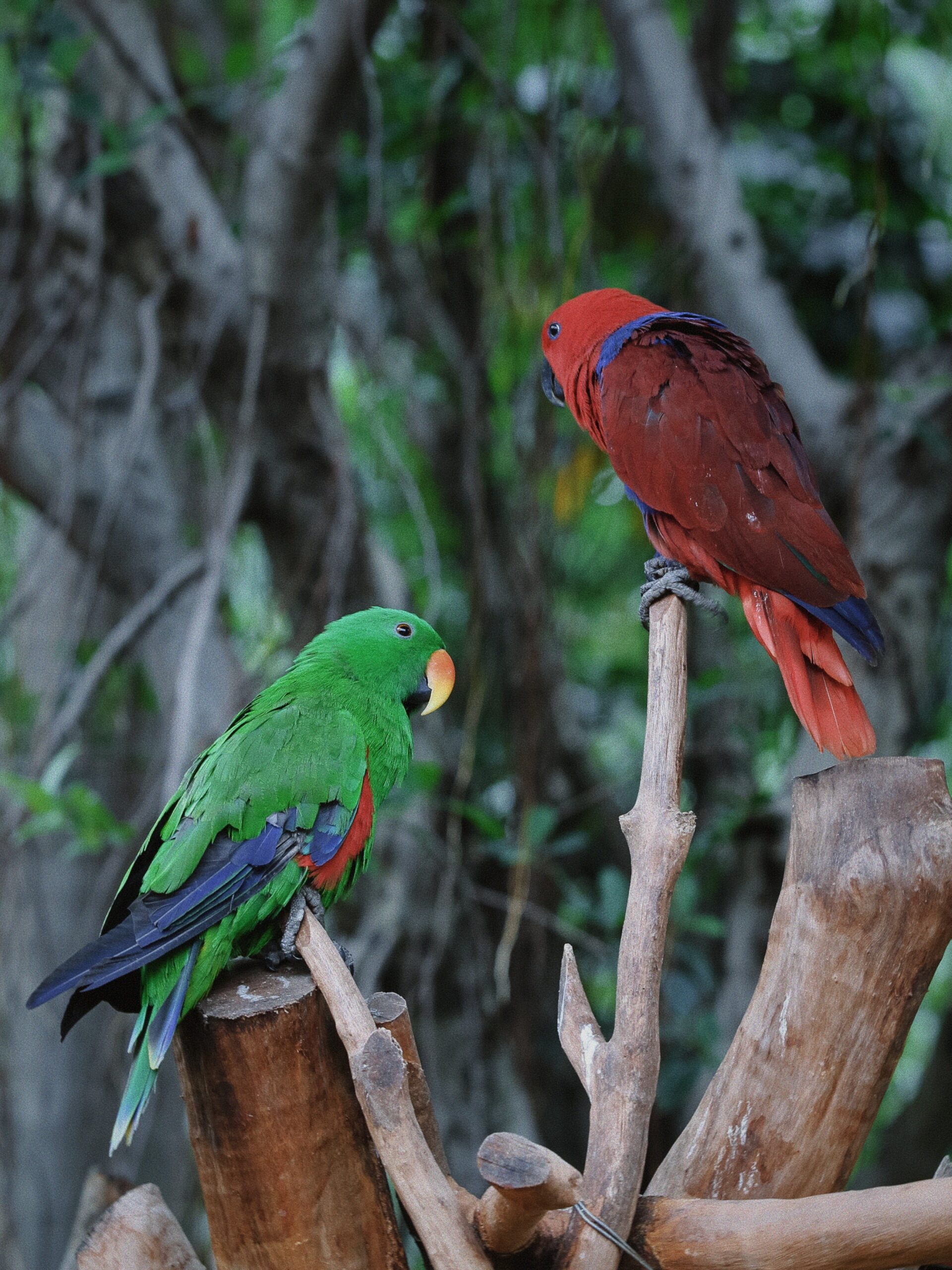 Iquitos